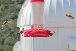 mcdonald observatory hummingbird camp picture